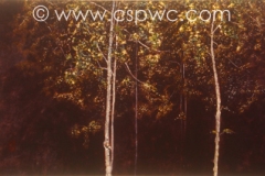 OW2003-Mary-Ng-Forest-at-Night