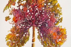 OW2014-Margaret-Ellist-Nachshen-Associate-Ligularia-Clivorum