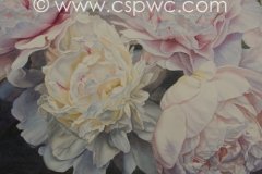 OW2015-Susan-Paterson-CSPWC-SCPA-Pastel-Peonies