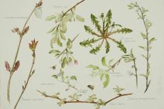 Elaine-Funnell-CSPWC-AB-Canada-Nature-Notes-May-2-12x16in-2019 Elaine-Funnell-CSPWC-AB-Canada-Nature-Notes-May-2-12x16in-2019