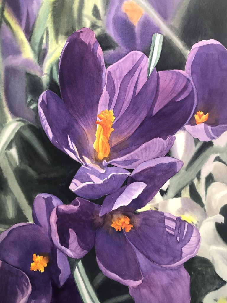 watercolour painting of a closeup view of purple crocus blossoms, bathed in spring sunshine, by Shelley Prior CSPWC 